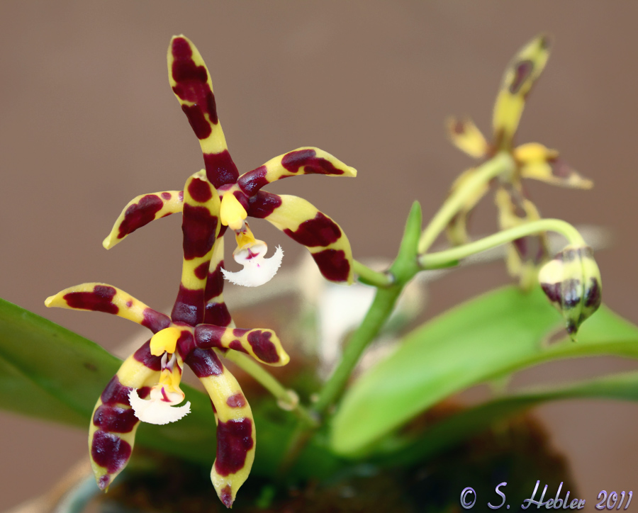 Phalaenopsis mannii 'Black' / 'Zartbitter'